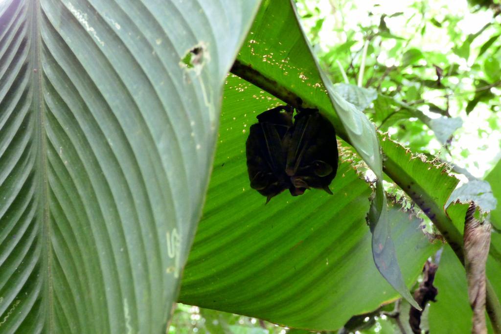 Tenorio Lodge Bijagua Exteriör bild